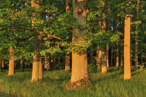 Frühe Morgensonne im Wald auf alten Eichen, Bayern, Deutschland - RUEF02051