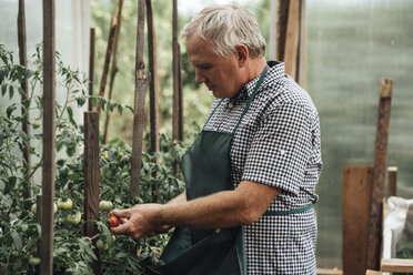 Gärtner im Gewächshaus mit Tomaten - VPIF01104