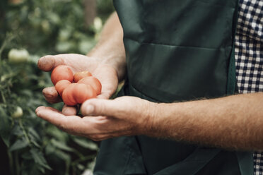 Gardener in greenhouse, hand holding tomatoes - VPIF01105