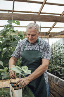 Älterer Mann, Gärtner im Gewächshaus, betrachtet die Pflanzen - VPIF01108