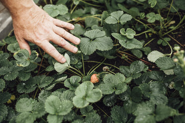 Gärtner im Garten, Erdbeerpflanze - VPIF01110