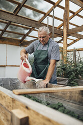 Älterer Mann, Gärtner im Gewächshaus, der Pflanzen gießt - VPIF01111