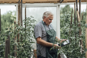 Älterer Mann, Gärtner im Gewächshaus mit digitalem Tablet - VPIF01113