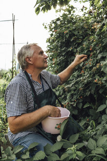 Gärtner bei der Beerenernte im Garten - VPIF01119