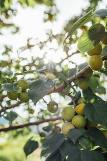 Obstbaum gegen die Sonne - VPIF01124