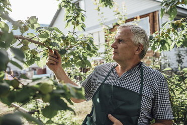 Gärtner schaut sich einen Apfelbaum im Garten an - VPIF01125