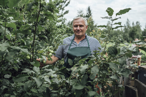 Gardener at apple tree in garden - VPIF01131