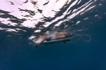 Maledives, Under water view of surfer lying on surfboard, underwater shot - KNTF02316