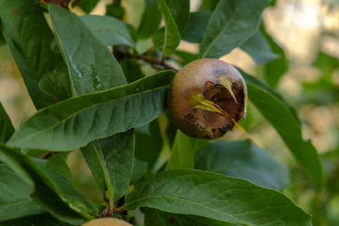 Mispelfrucht, Mespilus germanica, Nahaufnahme - LBF02250