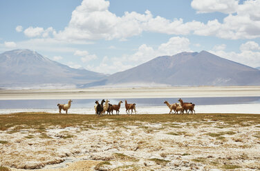 Chile, Salar del Carmen, Alpakas am Ufer des Salzsees vor der Kulisse der Anden - SSCF00027