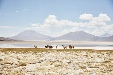 Chile, Salar del Carmen, Alpakas am Ufer des Salzsees vor der Kulisse der Anden - SSCF00028
