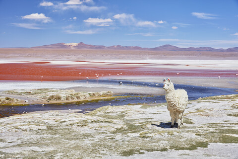 Bolivien, Laguna Colorada, Lama stehend am Seeufer, lizenzfreies Stockfoto