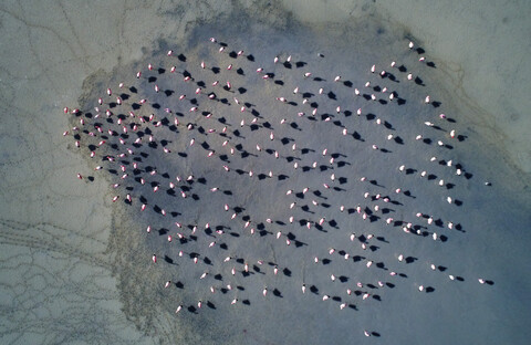 Bolivien, Laguna Colorada, Blick von oben auf Flamingos im See, lizenzfreies Stockfoto