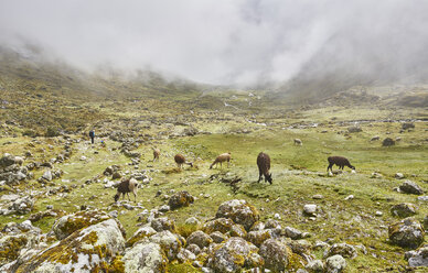 Bolivien, La Paz, Lamas auf dem Inka-Pfad mit Wanderern im Hintergrund - SSCF00041