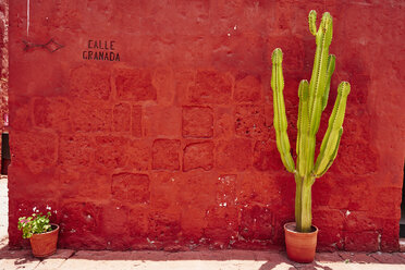 Peru, Arequipa, rote Wand mit Kaktus am Kloster Santa Catalina - SSCF00058