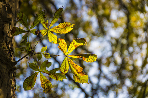 Kastanienblatt im Herbst - FRF00780