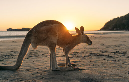 Australien, Queensland, Mackay, Cape Hillsborough National Park, Känguru am Strand bei Sonnenaufgang - GEMF02539