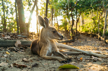 Australien, Queensland, Mackay, Cape Hillsborough National Park, Känguru, das bei Sonnenaufgang im Wald ruht - GEMF02540