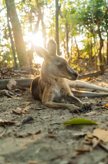 Australien, Queensland, Mackay, Cape Hillsborough National Park, Känguru, das bei Sonnenaufgang im Wald ruht - GEMF02541