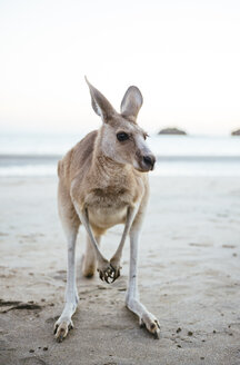 Australien, Queensland, Mackay, Cape Hillsborough National Park, Porträt eines Kängurus am Strand - GEMF02542