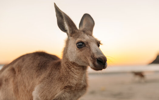 Australien, Queensland, Mackay, Cape Hillsborough National Park, Porträt eines Kängurus am Strand bei Sonnenaufgang - GEMF02543