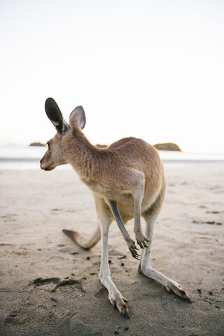 Australien, Queensland, Mackay, Cape Hillsborough National Park, Känguru am Strand, lizenzfreies Stockfoto