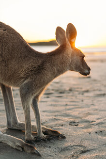 Australien, Queensland, Mackay, Cape Hillsborough National Park, Känguru am Strand bei Sonnenaufgang - GEMF02547