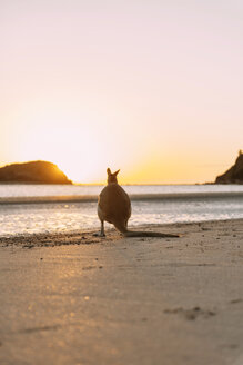 Australien, Queensland, Mackay, Cape Hillsborough National Park, Rückenansicht eines Wallaby am Strand bei Sonnenaufgang - GEMF02548