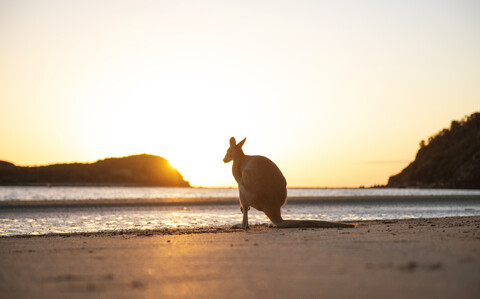 Australien, Queensland, Mackay, Cape Hillsborough National Park, Rückenansicht eines Wallaby am Strand bei Sonnenaufgang, lizenzfreies Stockfoto