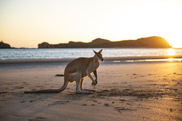 Australien, Queensland, Mackay, Cape Hillsborough National Park, Känguru am Strand bei Sonnenaufgang - GEMF02550