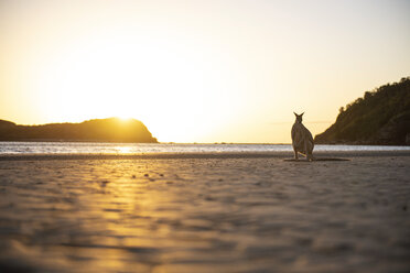 Australien, Queensland, Mackay, Cape Hillsborough National Park, Känguru am Strand bei Sonnenaufgang - GEMF02552