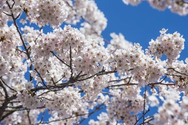 Hokkaido, Hakodate, Hakodate park, Cherry blossoms, close up - RUNF00222