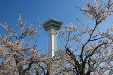 Fort Goryokaku, Aussichtsplattform und die Kirschblütenbäume - RUNF00225
