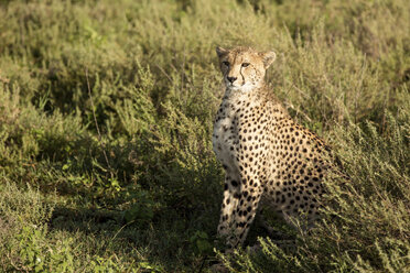 Gepard inmitten von Pflanzen auf einem Feld sitzend - CAVF55871