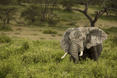 Unordentlicher Elefant inmitten von Pflanzen auf einem Feld - CAVF55872