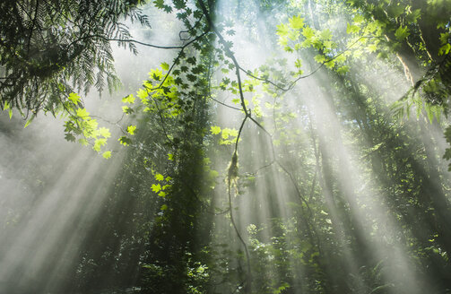 Niedriger Blickwinkel auf Sonnenlicht, das auf Bäume im Wald fällt - CAVF55895