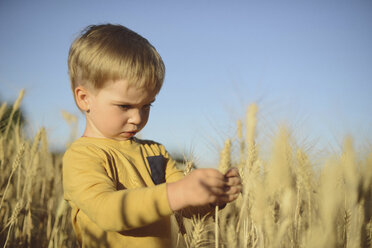 Niedlicher Junge betrachtet eine Weizenähre, während er auf einem Feld steht - CAVF55920