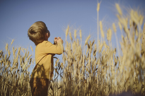 Niedriger Blickwinkel eines Jungen, der inmitten eines Weizenfeldes steht und nach oben schaut, lizenzfreies Stockfoto