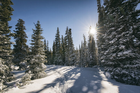 Landschaftliche Ansicht von Bäumen auf schneebedecktem Feld gegen den Himmel an einem sonnigen Tag - CAVF55962