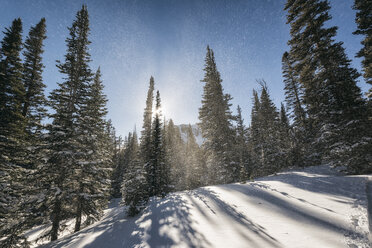 Landschaftliche Ansicht von Bäumen im Wald im Winter - CAVF55963