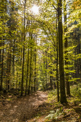 Deutschland, Baden-Württemberg, Schwarzwald, Bad Wildbad, Waldweg im Herbst - WDF04865