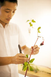 Japaner steht in einer Blumengalerie und arbeitet an einem Ikebana-Arrangement. - MINF09639