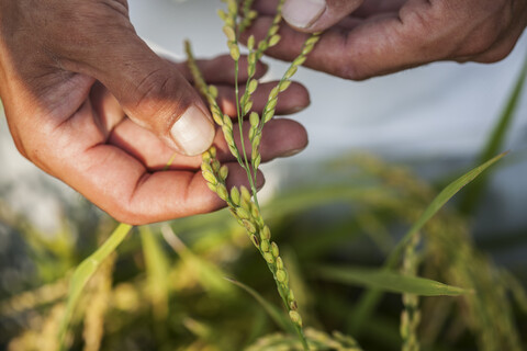 Nahaufnahme eines Landwirts, der eine Reispflanze in seiner Hand hält., lizenzfreies Stockfoto