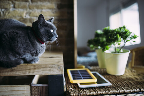 Russische blaue Katze neben einem Solarmodul-Ladegerät, einem Tablet und einer Pflanze, lizenzfreies Stockfoto