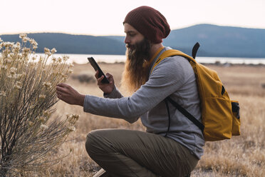 USA, Nordkalifornien, bärtiger Mann mit Mobiltelefon untersucht eine Pflanze in der Nähe des Lassen Volcanic National Park - KKAF02997