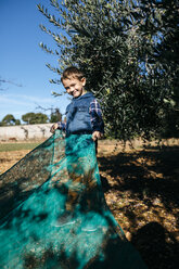 Junge hilft bei der Olivenernte im Obstgarten - JRFF02114