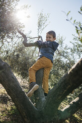 Fröhlicher Junge spielt in einem Olivenbaum - JRFF02115