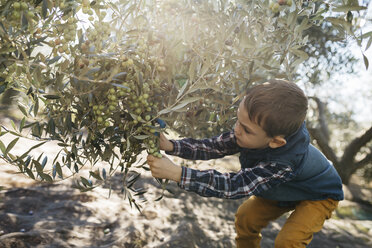 Junge pflückt Oliven vom Baum - JRFF02116