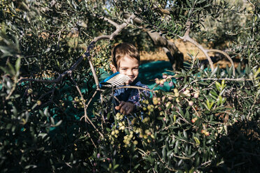 Junge pflückt Oliven vom Baum - JRFF02117