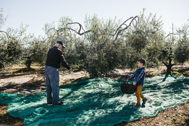 Älterer Mann und Enkel ernten gemeinsam Oliven im Obstgarten - JRFF02119